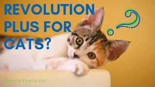 IS Revolution Plus Beneficial for Cats?