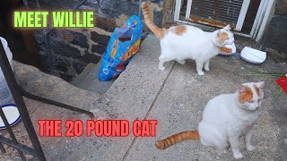 Meet Willie The 5 Years Old 20 Pounds American Shorthair Cat
