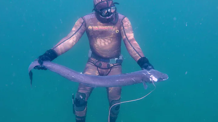 Conger Eel at Mt Eliza - Port Phillip Bay - Mornin...