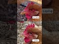 Signs Of Hens Starting To Lay