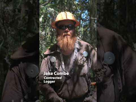 Removing hazardous trees to lessen mega wildfires