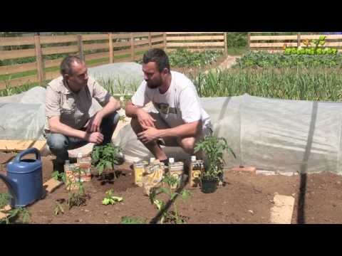Video: Sajenje česna in paradižnika - postavitev rastlin paradižnika poleg česna