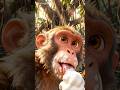 Bandar Aur Ice Cream Ka Buffering Dimagh 😂 | Funny Cartoon Story #shorts #monkey #animals #facts