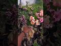 Adenium in Healthy Condition and Flowering Ready to be Shipped