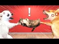 【子猫をはなせーっ！💢】犬の大ゲンカでブチギレ柴犬vsチワワ💥(#にゃんてわんだふる)絶対に赤ちゃん猫と寝たがる犬の戦いがこちら！Shiba Inu Fighting fo
