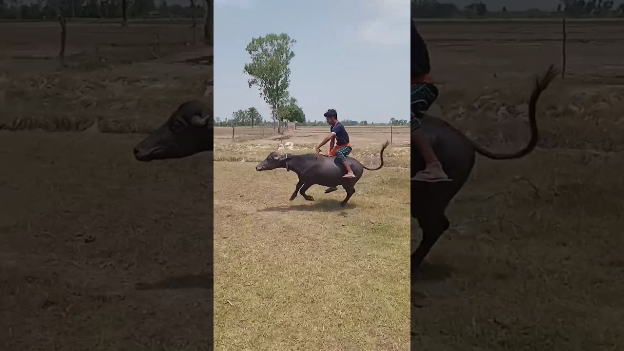 I AM TAKEN Smartagozie Funnypeople Comedy Funny Seo - YouTube Auto PHP Script