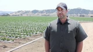 Meet Pete Aiello Of Uesugi Farms