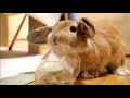 赤ちゃんうさぎのチャップ(チャップ・ダンダンウー) CHAPP of Baby rabbit