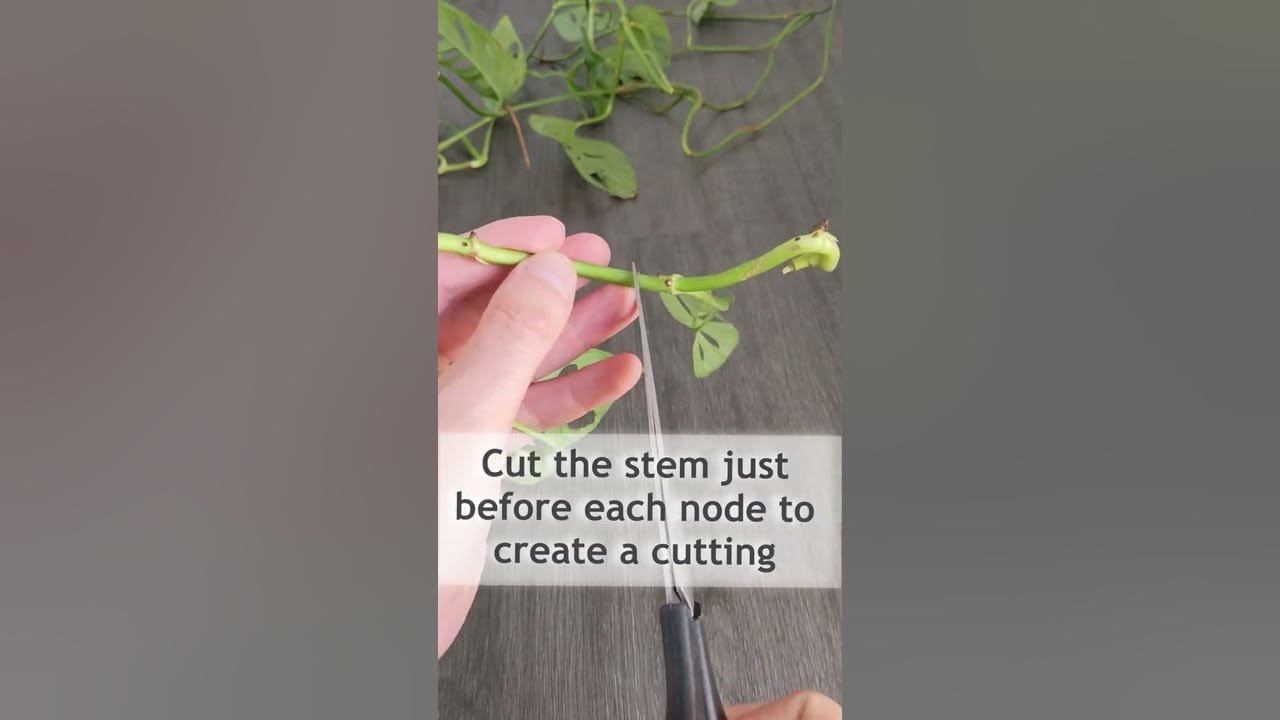 How to Propagate Monstera Adansonii (Swiss Cheese Vine) houseplant 
