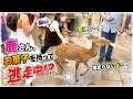 鹿がまさかのお菓子泥棒!持って逃走!スタッフが追いかけるも捕まえられず…観光客も大爆笑😂
