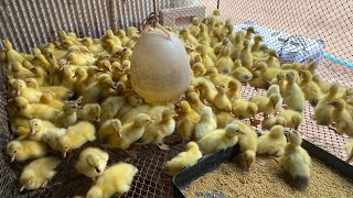 Amazing Pekin Ducking 1000 Hatching From Eggs - Nee Baby Duck