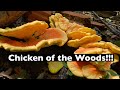 Chicken of the Woods!!!