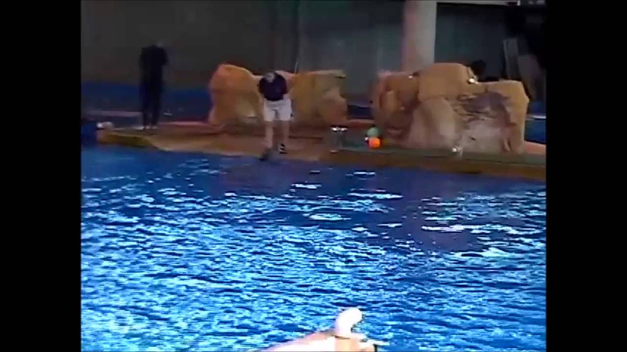 mn zoo dolphin show YouTube