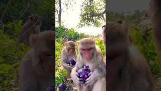 Famous Monkeys favourite food 🍱 #shorts Net Worth