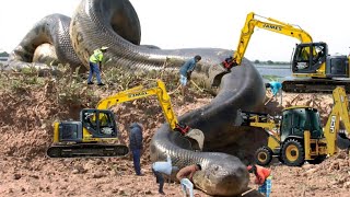 পৃথিবীতে পাওয়া সবচেয়ে বড় ১০টি সাপ || Top 10 Biggest Snakes In The World screenshot 2