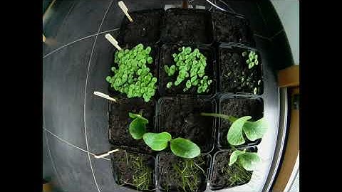 #growlab challenge time-lapse May June 2021