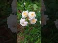 white rose
