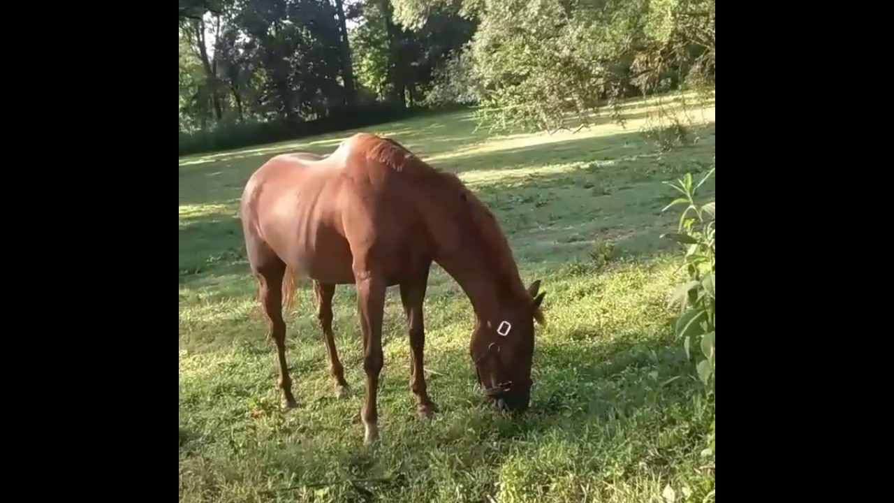 Horse Tranquility 🐎 - YouTube