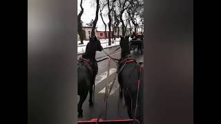 Konji Bili Konji Vrani...