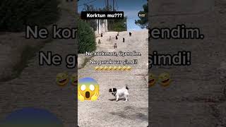 Korkusuz korkak bu😂 #komik #keşfetedüş #ytshortsviral #gülmegarantili #cesuryürek