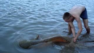 River Ebro - monstrous catfish