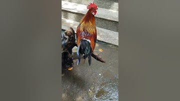 zề chủ mới mạnh giỏi nha đệ🐓#thứcgàrừng86 #gàrừngtaitrắng #gàrừngrặc