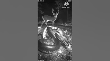 A huge python caught one of the two deer roaming in the forest, CCTV footage shows#youtubeshorts
