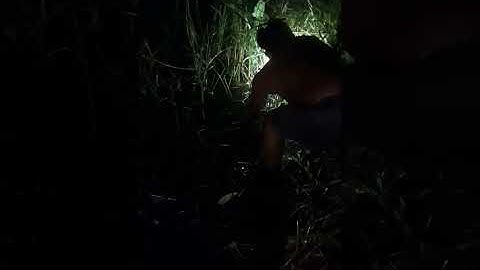 Cắm câu cá lóc dính được con lươn hàng khủng