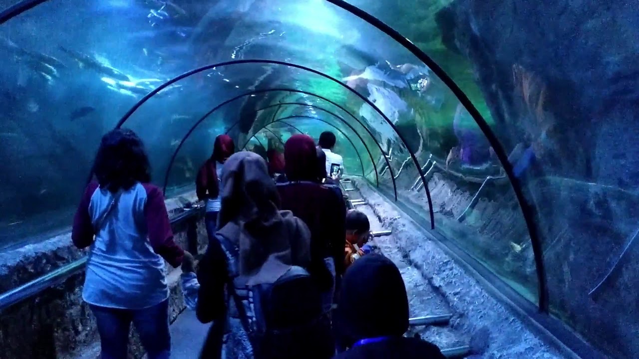 SEAWORLD ANCOL 2019 - YouTube