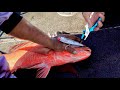 Momentos INTENSOS de PESCA! Anzuelo en Mano, Caña Rota y Pargo Gigante!