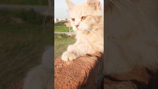 Kitten meowing 😺 | Cat sound | Cat video | Cat | Cat voice | Persian cat sound #cat​ #shorts​