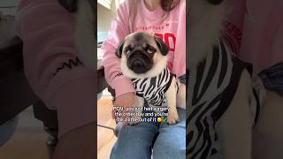 These painkillers are on another level  #pug #dog #funny