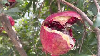 Pomegranates picking in California.