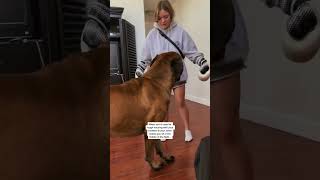 What it's like playing with a HUGE Puppy  #dog #dogs #cutedog #funnydogs #shorts