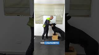 El refuerzo positivo #adiestramientocanino #dogtraining #recompensa #perrosdetrabajo