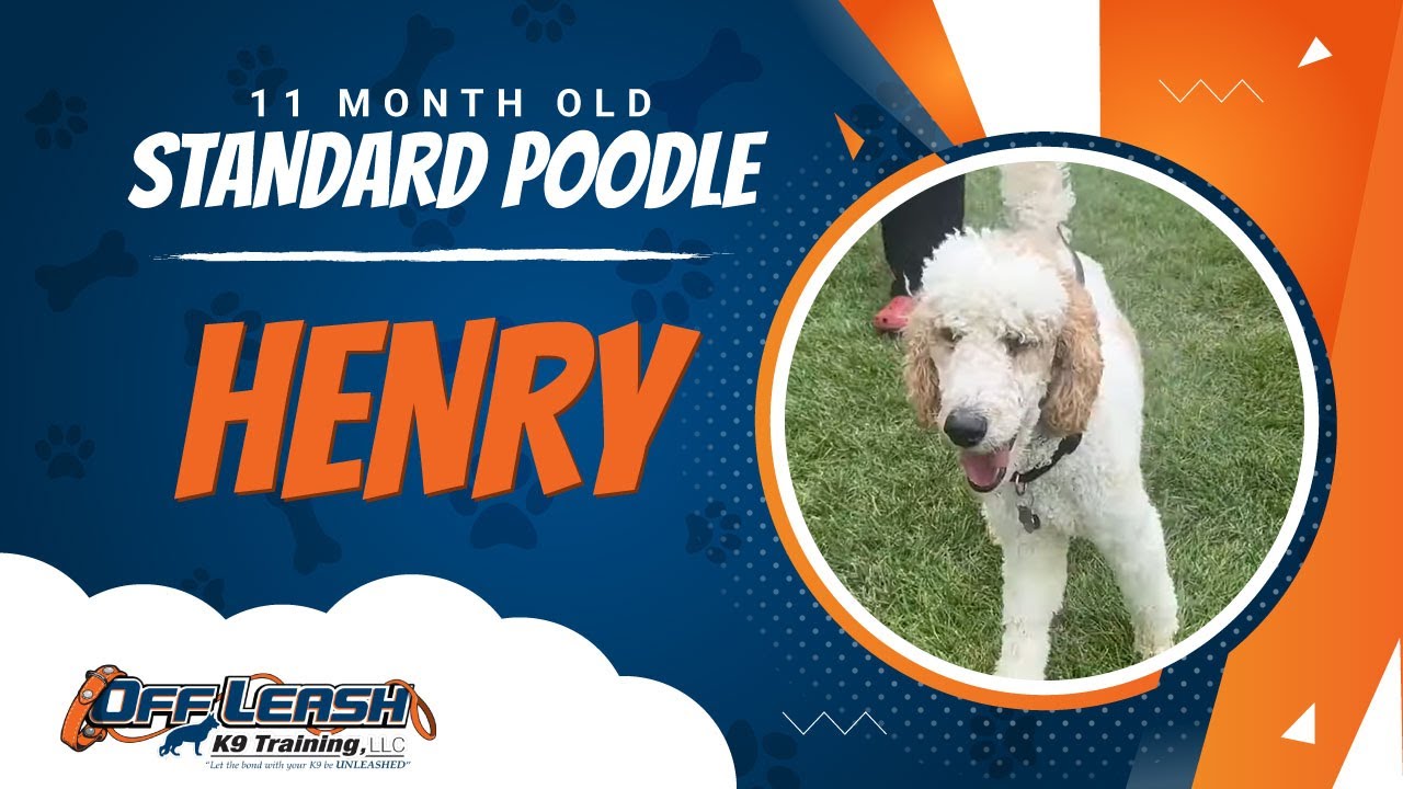 Stander Poodle,11 Months, Henry | Best Dog Trainers Northern VA,  | Off Leash K9