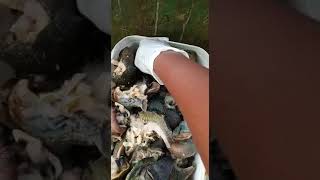 FROZEN SNAILS