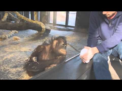 monkey seeing a magic trick!