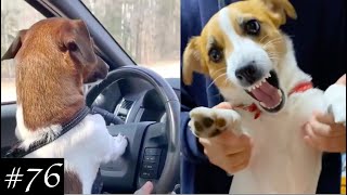 Jack Russells Know How To Lift The Spirits! Funny Dogs Video