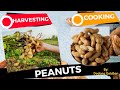 Let’s Cook Peanuts, it’s only once a year Mga Dong’s