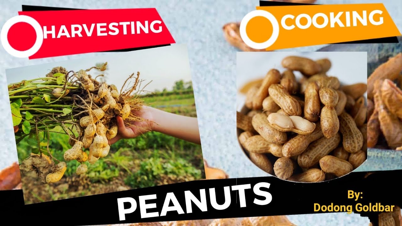 Let’s Cook Peanuts, it’s only once a year Mga Dong’s