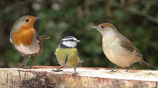 Garden Birds in January : Close Up View  Bullfinch, Blackcap, Robin, Blue Tit