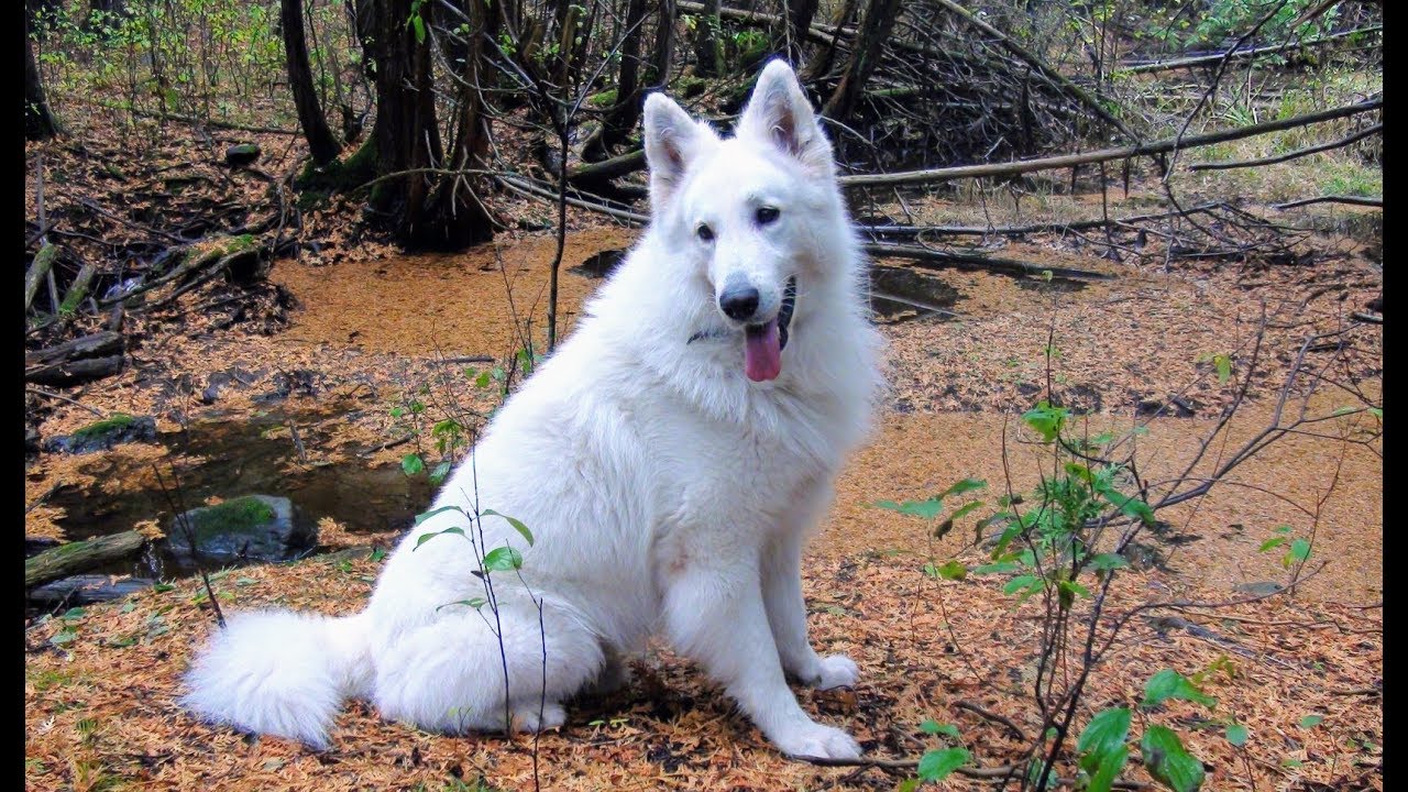 Bellevue German Shepherds X'pect The Unexpectd This has got to be the most beaut
