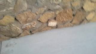 Is There A Ghost, Dog Barking At Stuff