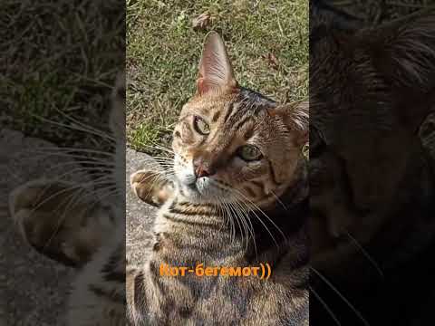 Кот-бегемот)) - YouTube