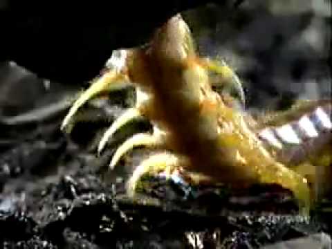 Giant Centipede vs Tarantula
