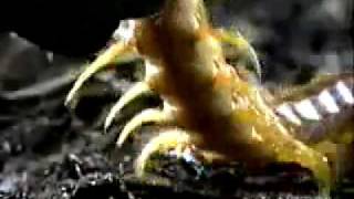 Giant Centipede Vs Tarantula