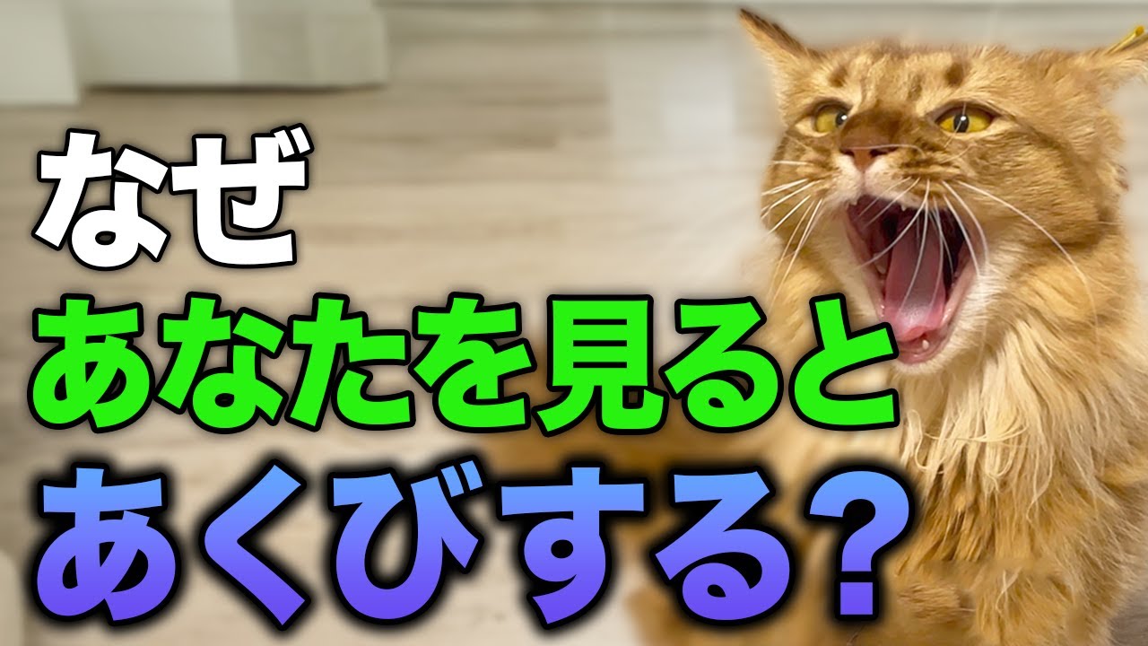 なぜ猫はあなたを見るとあくびをする？理由8選をご紹介！