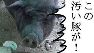 愛知ふれあい牧場で出禁になりました