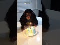This monkey couldn't celebrate his birthday